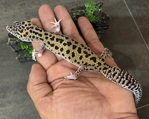 Leopardgecko 0.1 Weibchen Mack Snow Eclipse 66% het TA Bild 3