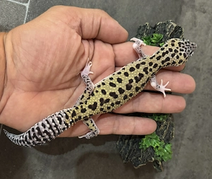 Leopardgecko 0.1 Weibchen Mack Snow Eclipse 66% het TA Bild 2