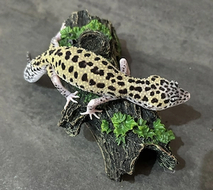 Leopardgecko 0.1 Weibchen Mack Snow Eclipse 66% het TA Bild 4