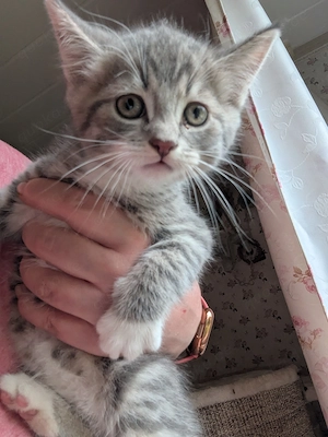 4 süsse katerchen,Maine coon,ekh,bkh