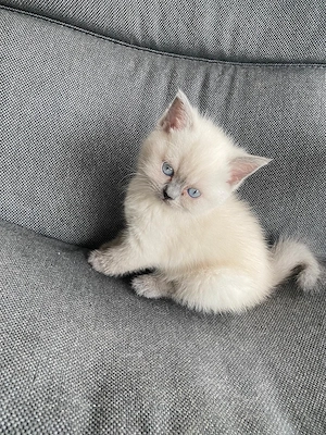 Wunderschönes, reinrassiges British Shorthair BKH Mädchen in Colorpoint (blaue Augen)