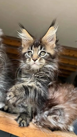 Unsere entzückenden Maine-Coon-Kätzchen suchen ein neues Zuhause. 