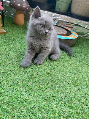 Traumhaftes, reinrassiges British Shorthair BKH Mädchen in Blue (Grau)