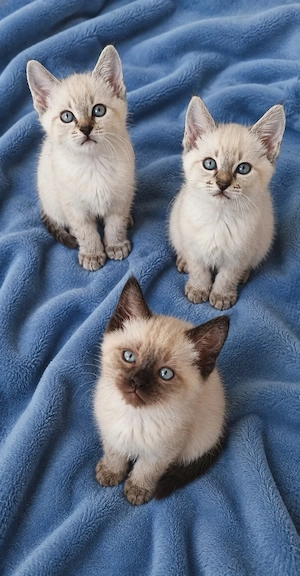 Siam blue point Mischling 