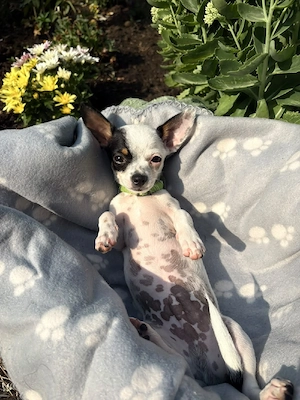 chihuahua reinrassig 