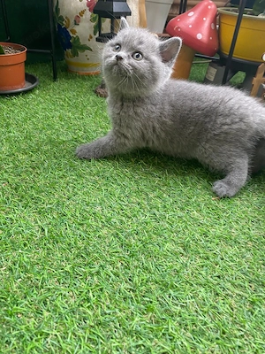 Traumhafter, reinrassiger British Shorthair BKH Kater in Blue (Grau)