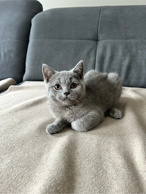 BKH Kitten Auszugsbereit Blue 1x Männlich
