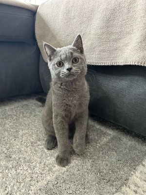 BKH Kitten mit Stammbaum Abgabebereit 2x Männliche