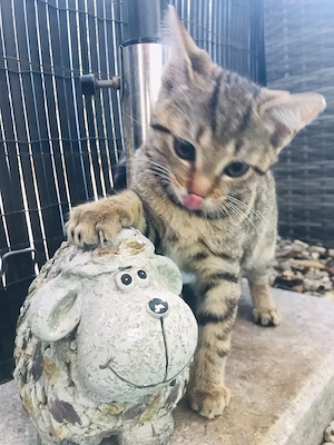 liebevolle, verspielte Kittchen  Bild 2