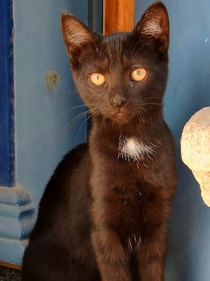 Schmusekater 