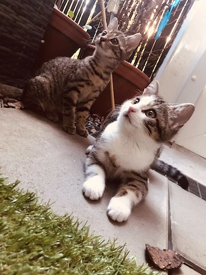 liebevolle, verspielte Kittchen 
