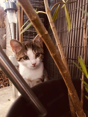 liebevolle, verspielte Kittchen  Bild 3