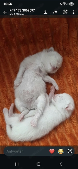 Katzenbabys abzugeben 