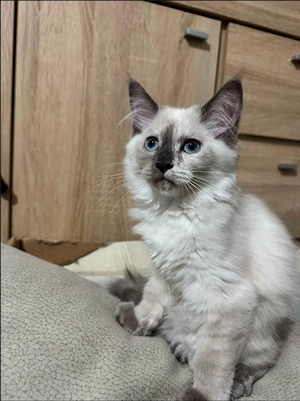 4 wunderschöne Mix Kitten suchen ein liebevolles Zuhause