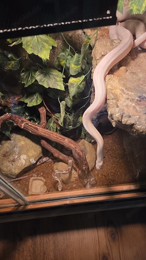 Kornnattern-Paar mit Terrarium abzugeben
