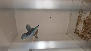 Blaugenick-Sperlingspapagei  Bild 3