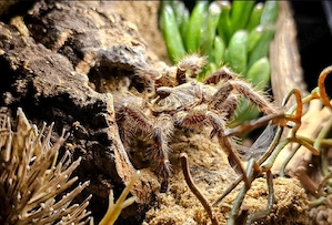Ceratogyrus darlingi 