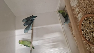Blaugenick-Sperlingspapagei 