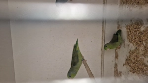 Blaugenick-Sperlingspapagei  Bild 2