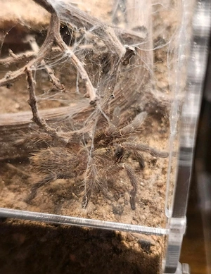 Ceratogyrus darlingi  Bild 3