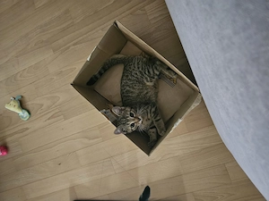 liebevolle, verspielte Kittchen  Bild 5