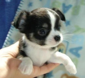 Liebevolles Chihuahua-Mädchen (12 Wochen) sucht liebevolle Familie 