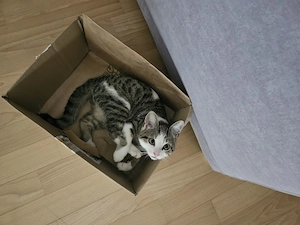 liebevolle, verspielte Kittchen  Bild 4