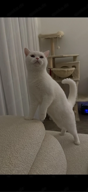    British Kurzhaar Katze sucht liebevolles Zuhause