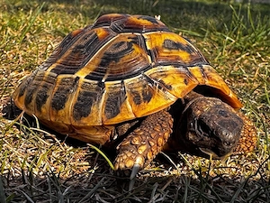 3 Griechische Landschildkröten (THB)