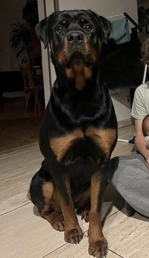 Rottweilerhündin sucht Zuhause 