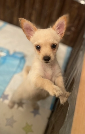 Zwergspitz mix sucht noch ein Zuhause 