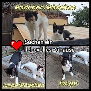 1 Kater und 2 Katzen