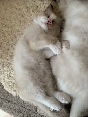 2 bezaubernde Ragdoll-Birma Kätzchen, 11 Wochen alt,  suchen liebevolles Zuhause