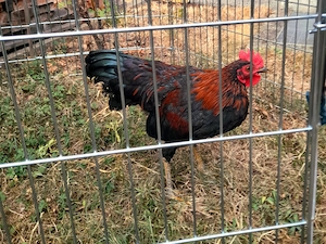 Junger Zwergwelsumer Hahn