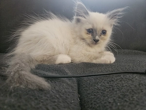 Heilige Birma Kitten Bild 2