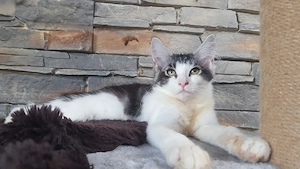 Maine Coon Kitten Kater 