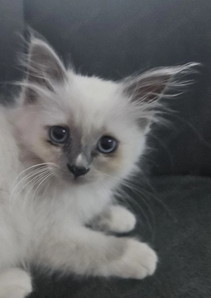 Heilige Birma Kitten
