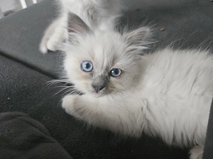 Heilige Birma Kitten Bild 3