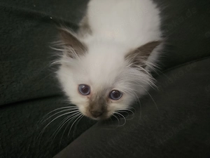 Heilige Birma Kitten Bild 6