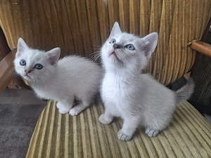     Zwei liebevolle Kitten suchen ihr Zuhause   