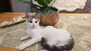 Euroäischkurzhaar   Mainecoon Mix Kitten Mädchen