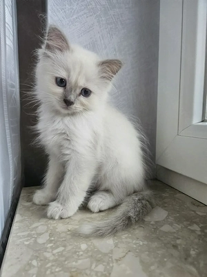 Heilige Birma Kitten