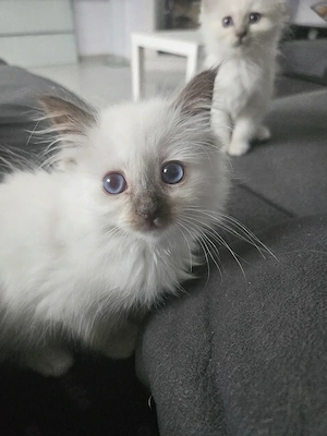 Heilige Birma Kitten Bild 5