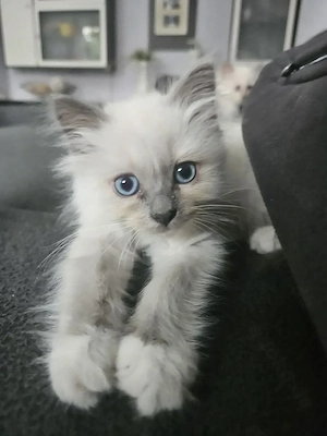 Heilige Birma Kitten Bild 4