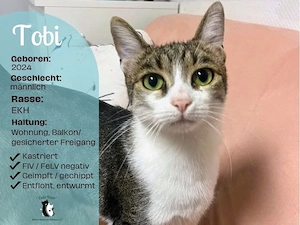 Der wunderschöne Tobi sucht sein Für-Immer-Körbchen