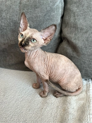    Don Sphynx Mädchen Leisyan   geb. 28.05.2026
