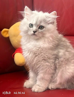 Reinrassige BKH und BLH Kitten abgabebereit! 