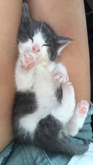 Baby Katze Stubenrein 