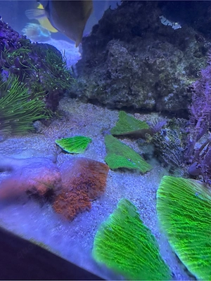 montipora platten korallen 