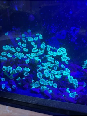 caulastrea koralle